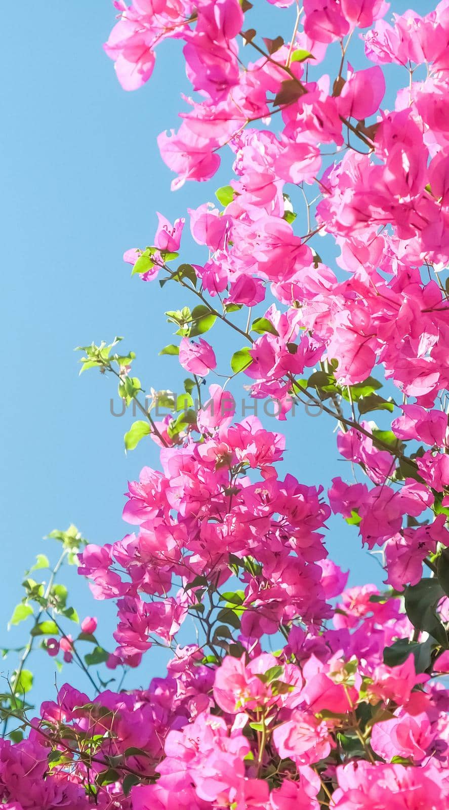 Pink flowers and blue sunny sky - floral background, spring holidays and womens day concept. Living life in bloom