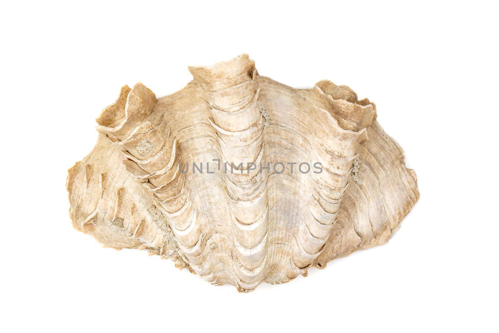 Image of Crocus Giant Clam (Tridacna crocea). on a white background. Sea shells. Undersea Animals. by yod67