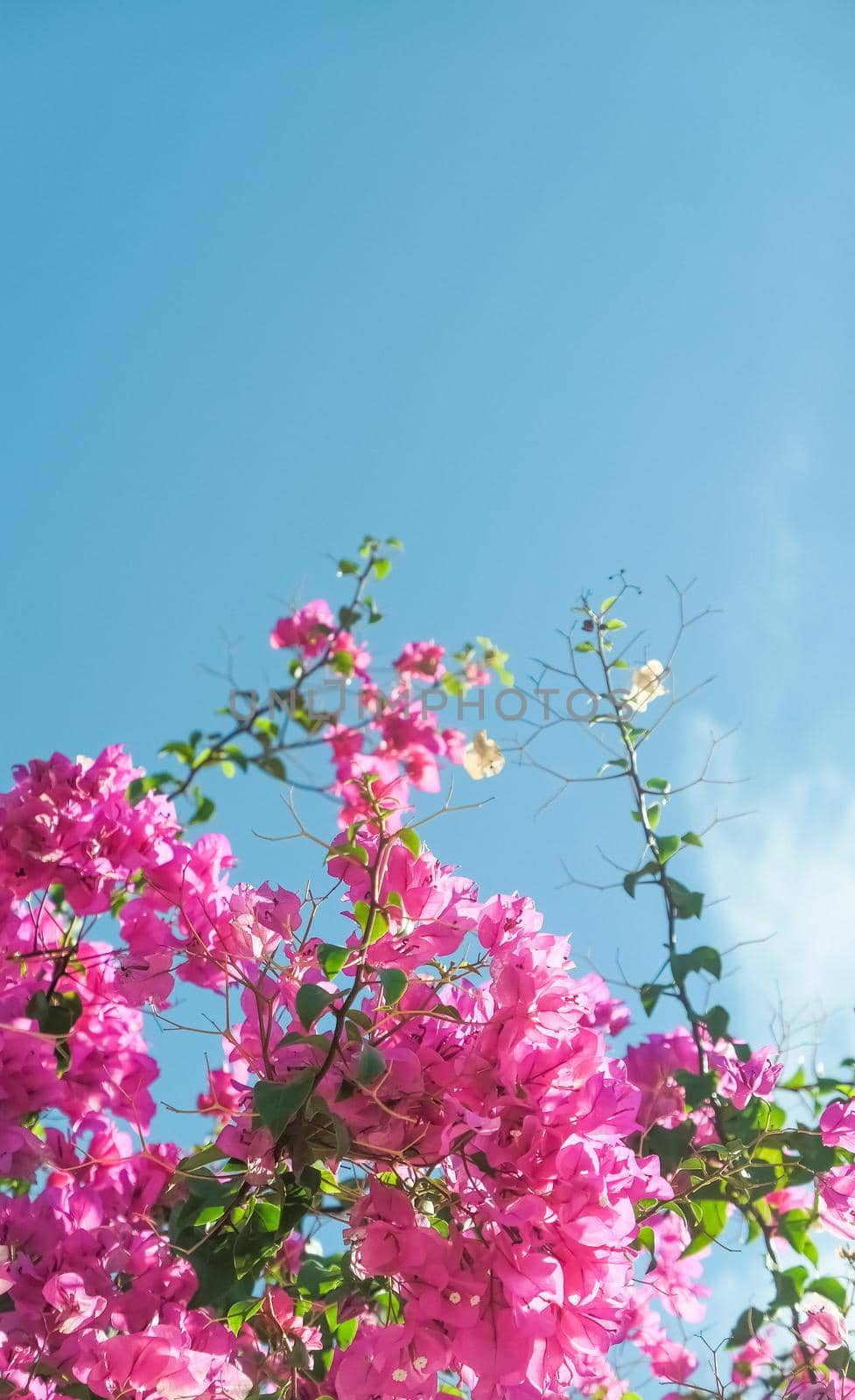 Pink flowers and blue sunny sky - floral background, spring holidays and womens day concept. Living life in bloom