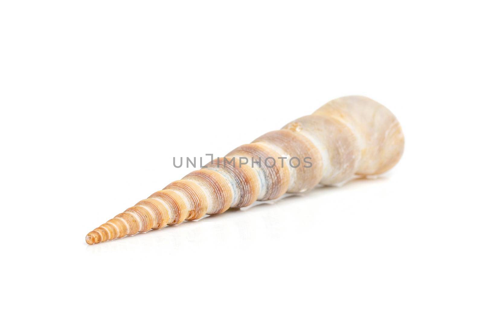 Image of pointed cone shell (Terebridae) on a white background. Undersea Animals. Sea Shells. by yod67