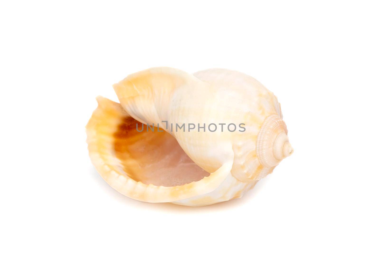 Image of grey bonnet (Phalium glaucum) seashells on a white background. Undersea Animals. Sea Shells. by yod67