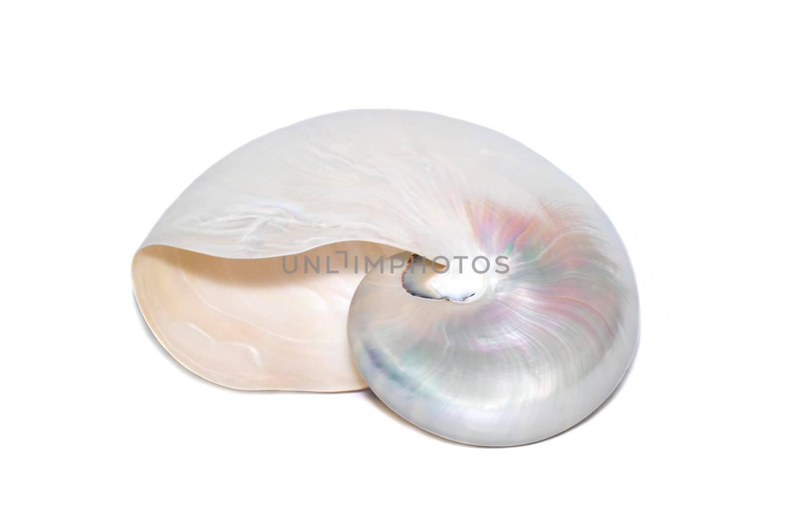 Image of pearl shell of a nautilus pompilius on a white background. Sea shells. Undersea Animals. by yod67