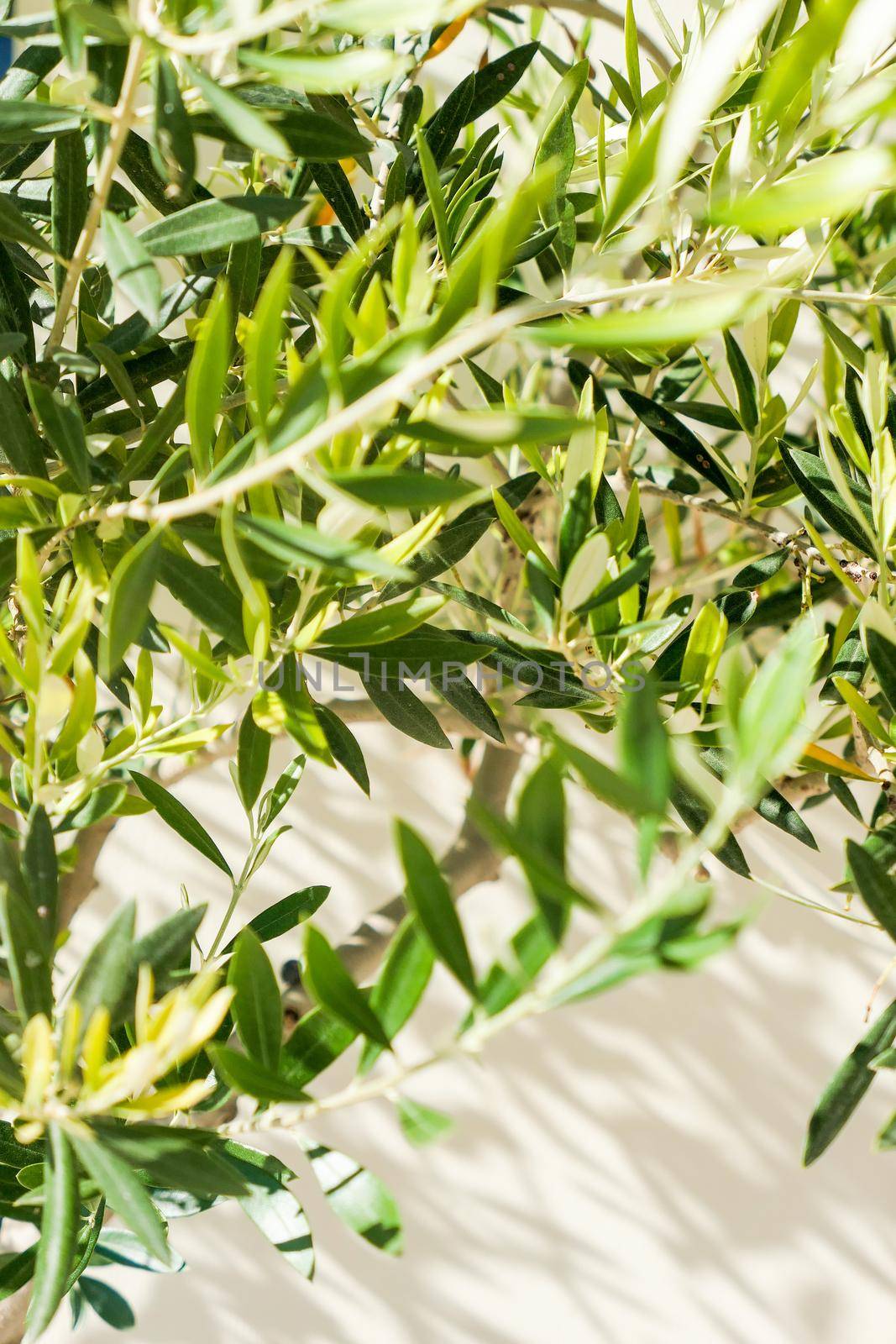 Olive tree and sunshine - gardening, nature background and environmental concept. The beauty of a green garden