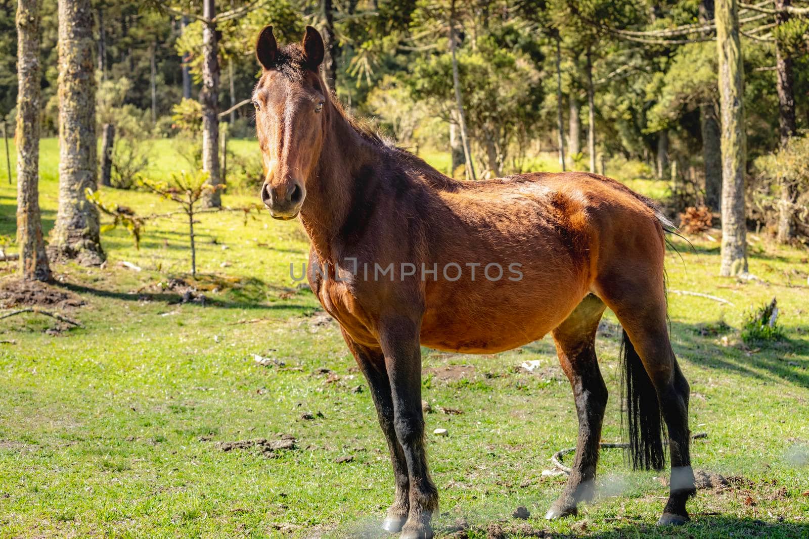 One Brown horse portrait at sunny day in Argentina pampa, South America