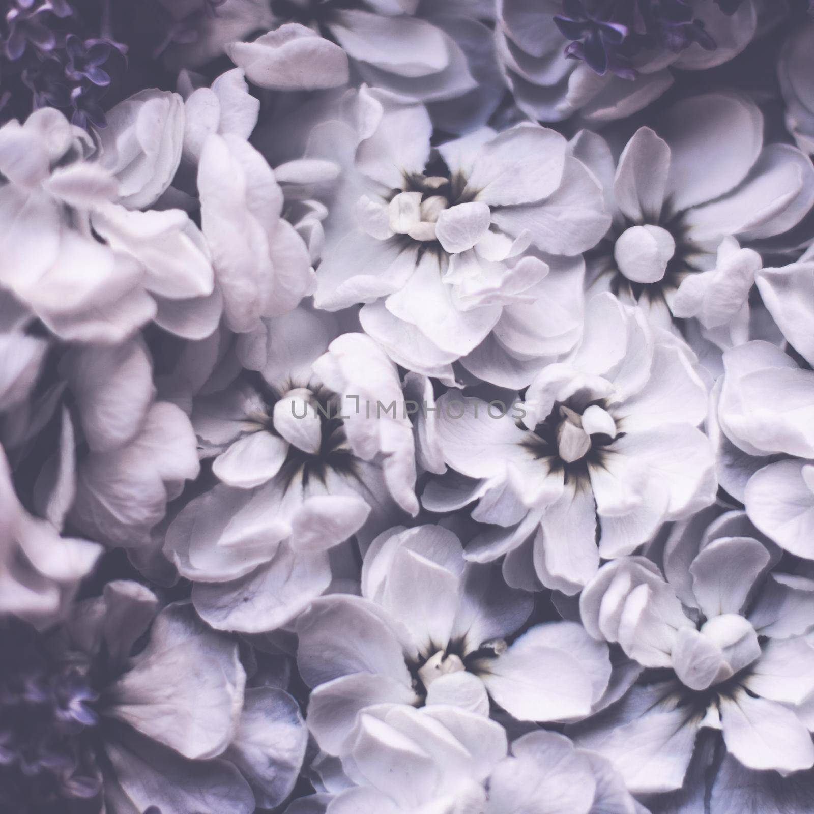 Vintage floral background by Anneleven