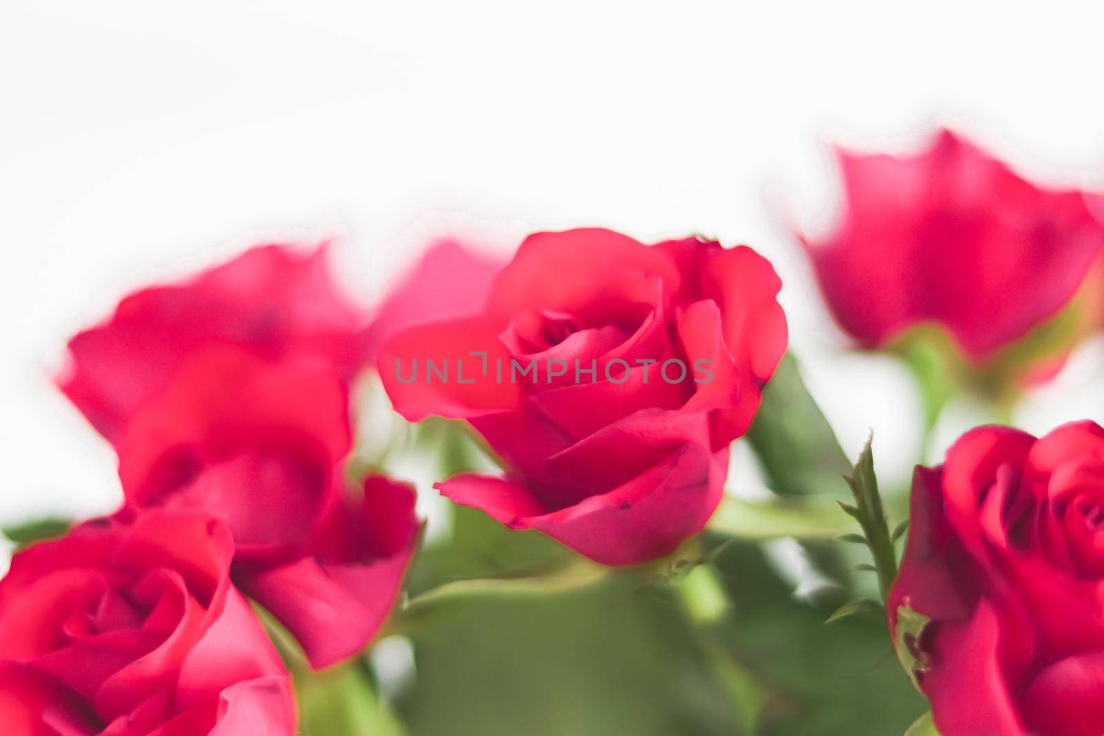 Tender bouquet of pink roses, floral gift and beautiful flowers closeup