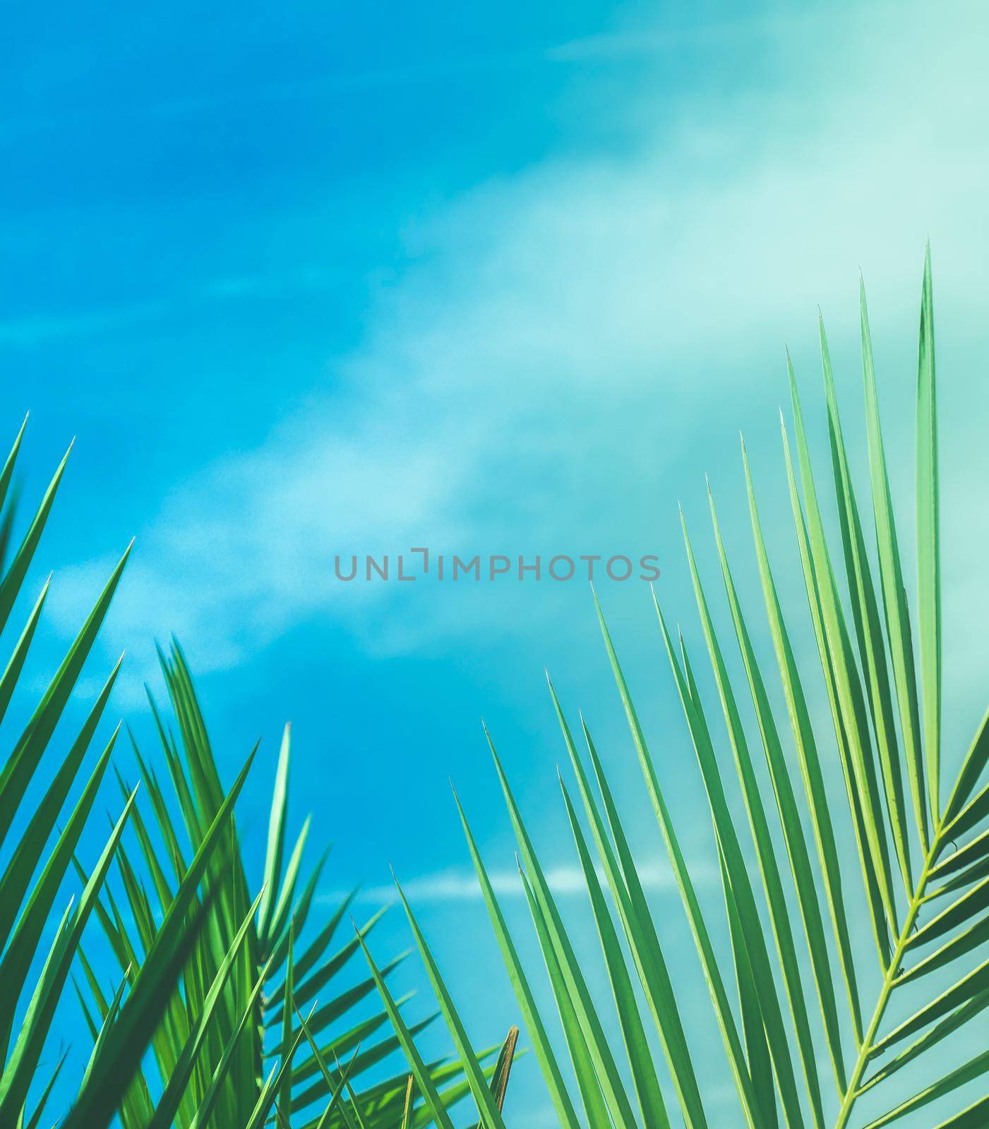 Wonderful green palm leaves - exotic vacation, botanical background and summer concept. Enjoy a tropical dream