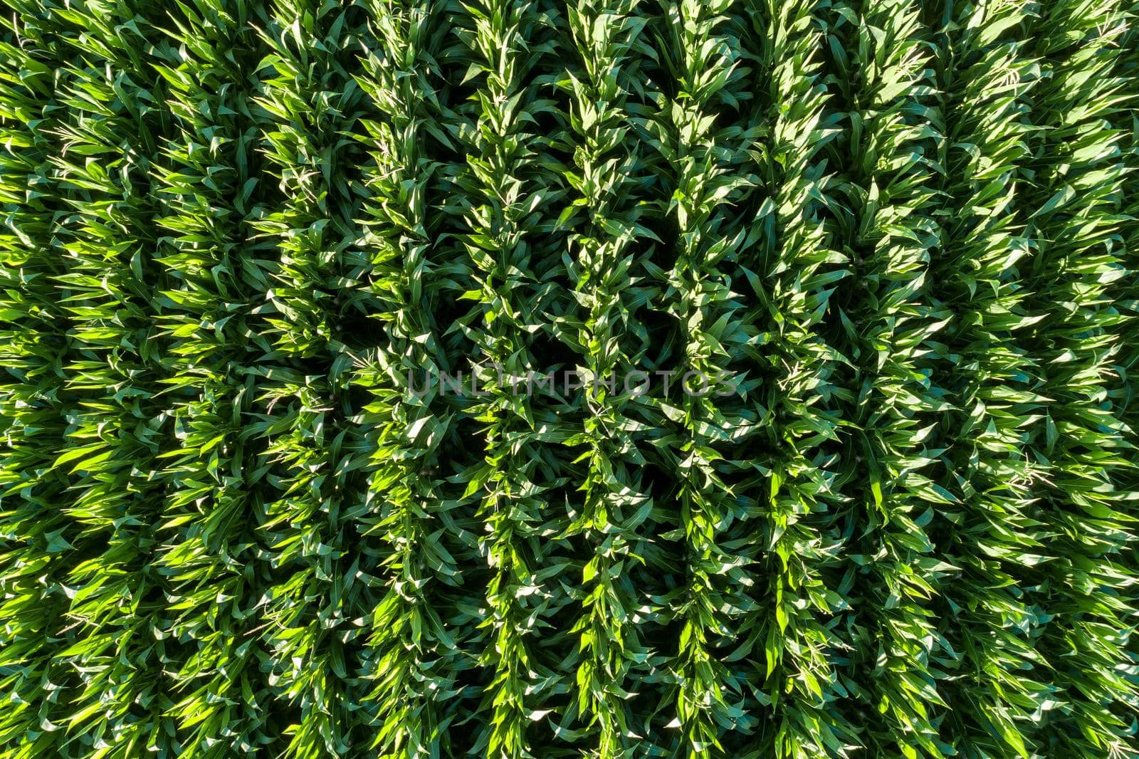 Aerial photo of rows of corn before harvest