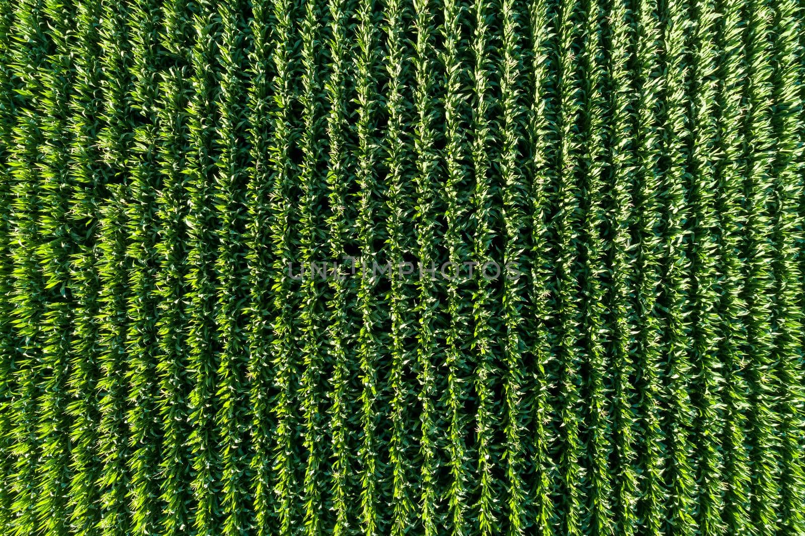 wide angle view of rows of corn in a field