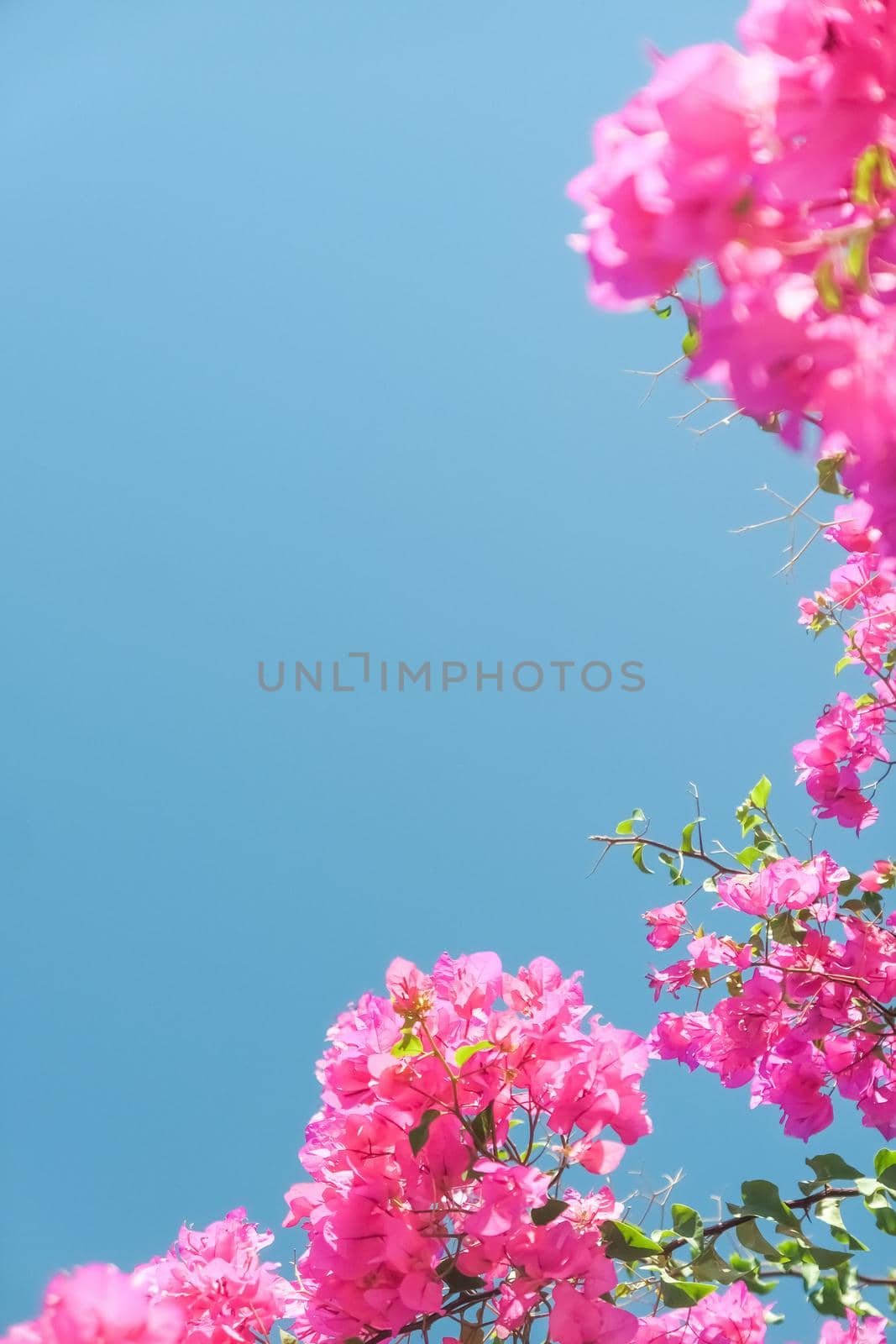 Pink flowers and blue sunny sky - floral background, spring holidays and womens day concept. Living life in bloom