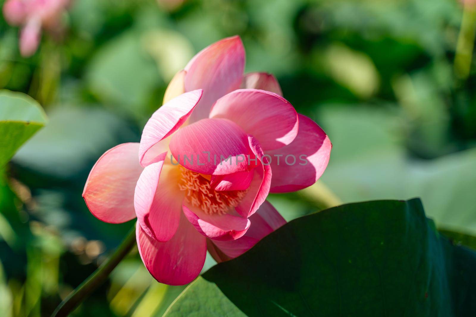 A pink lotus flower sways in the wind. Against the background of their green leaves. Lotus field on the lake in natural environment