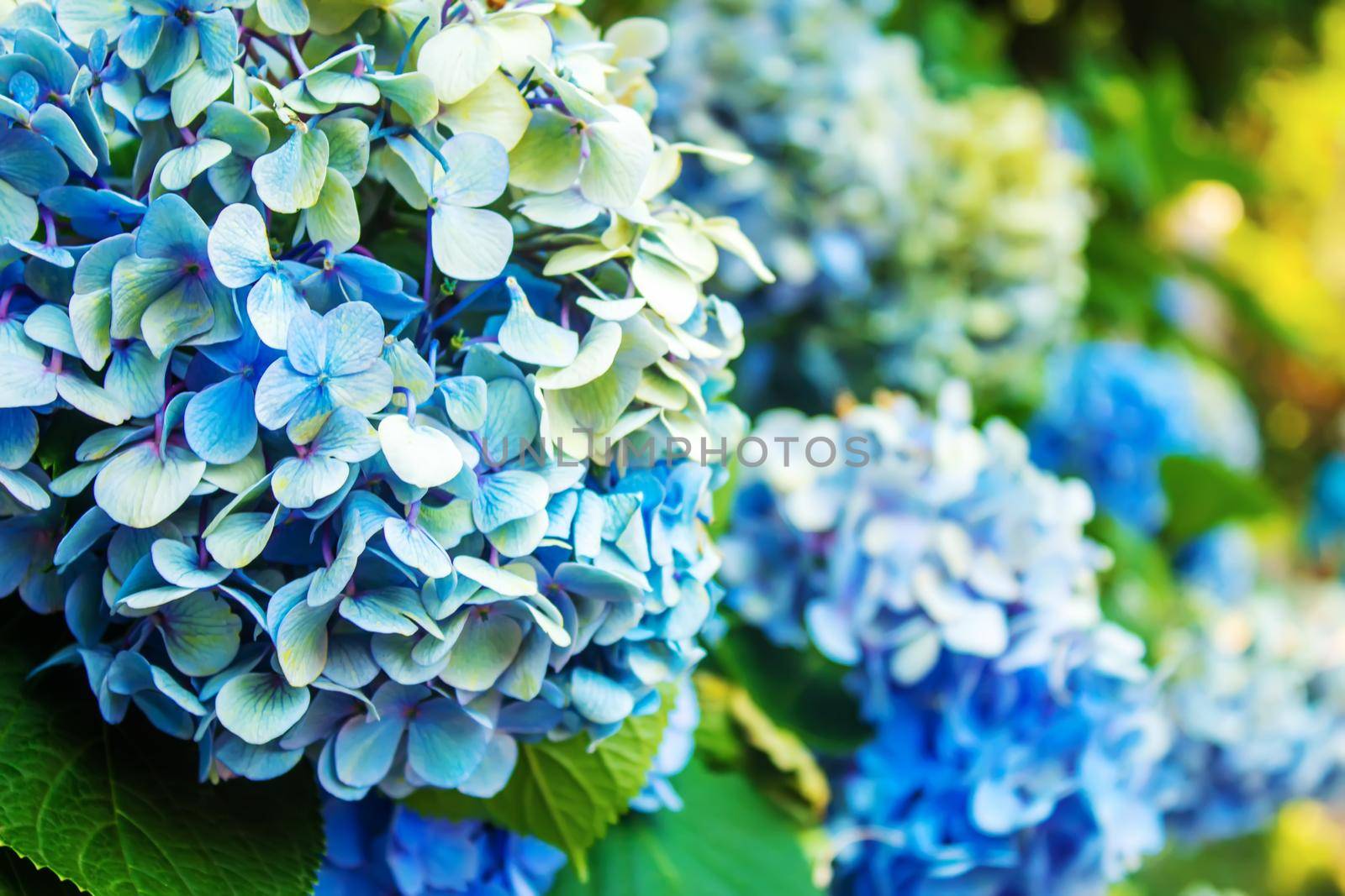 Hydrangea large-leaved blue Garden French wild-growing shrub. selective focus.nature