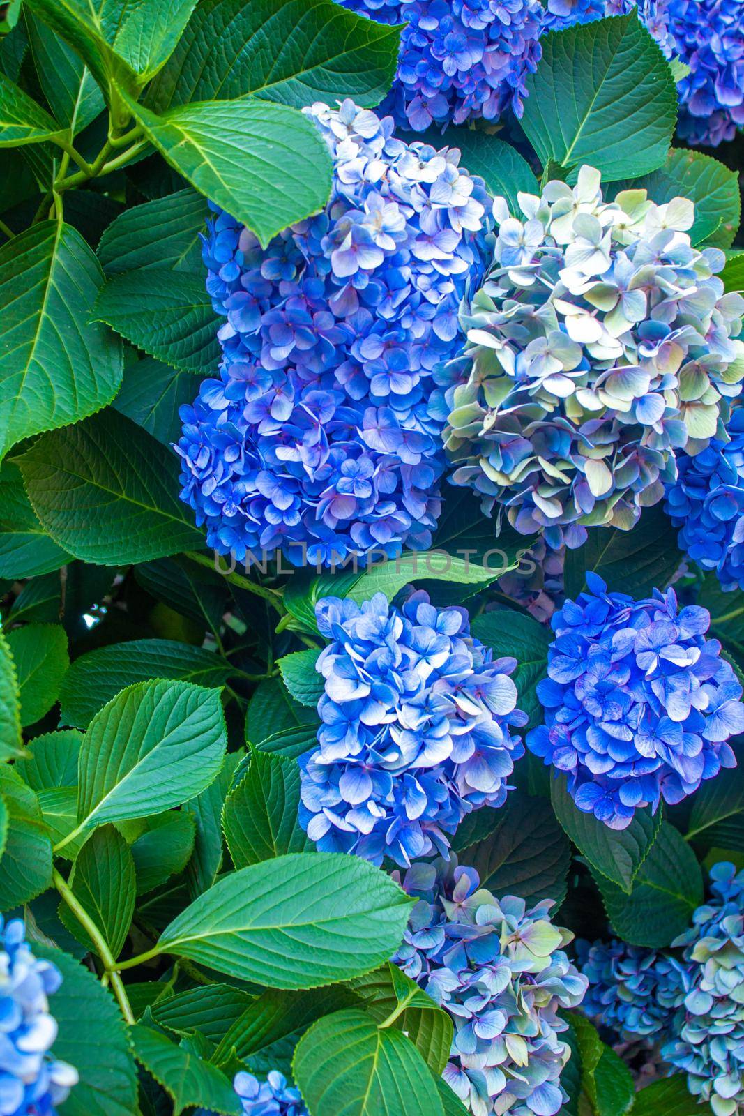 Hydrangea large-leaved blue Garden French wild-growing shrub. selective focus.nature