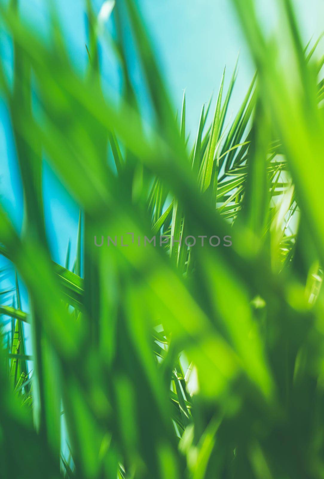 Wonderful green palm leaves - exotic vacation, botanical background and summer concept. Enjoy a tropical dream