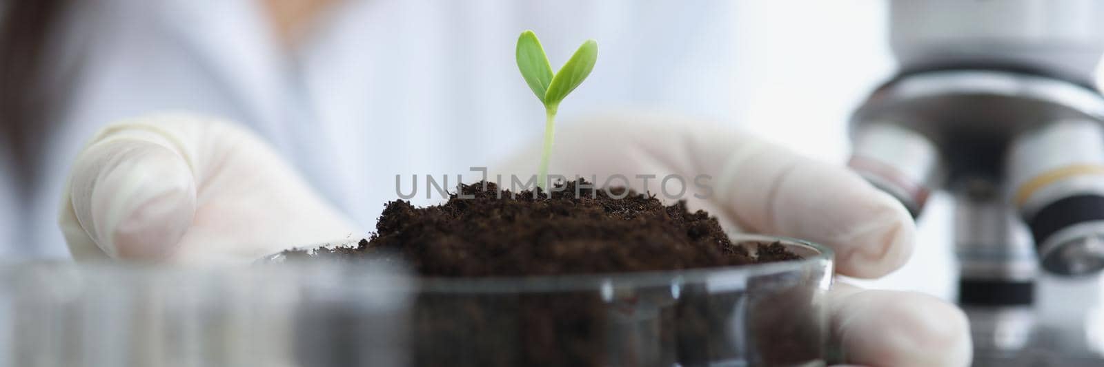 Scientist holding petri dish with earth and green plant sprout in his hands in laboratory closeup by kuprevich