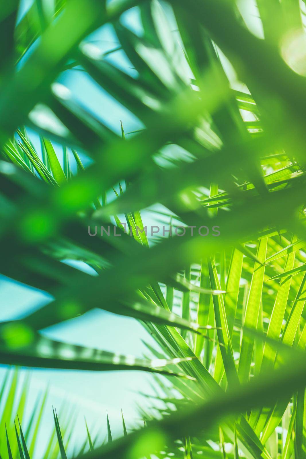 Wonderful green palm leaves - exotic vacation, botanical background and summer concept. Enjoy a tropical dream