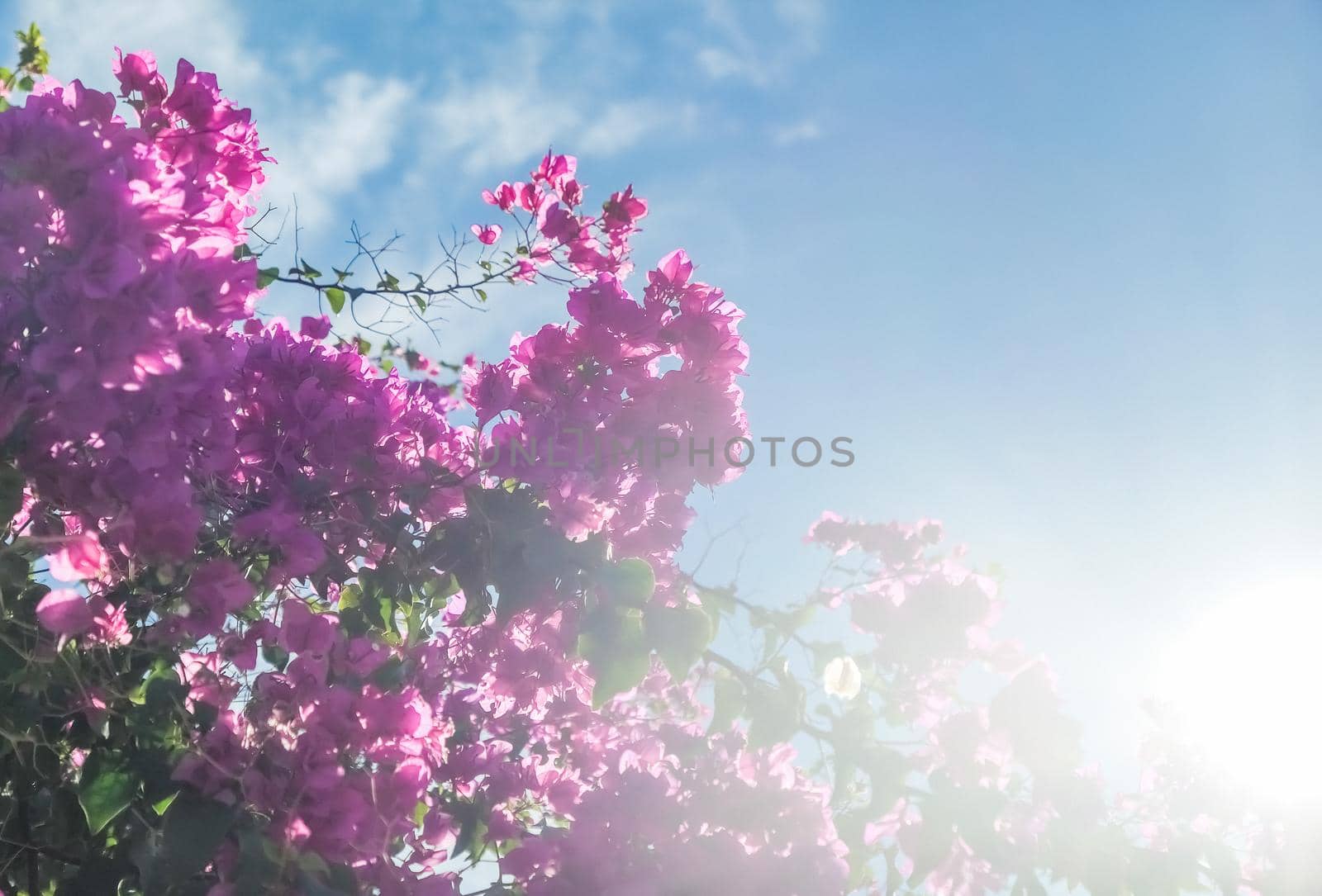 Pink flowers and blue sunny sky - floral background, spring holidays and womens day concept. Living life in bloom