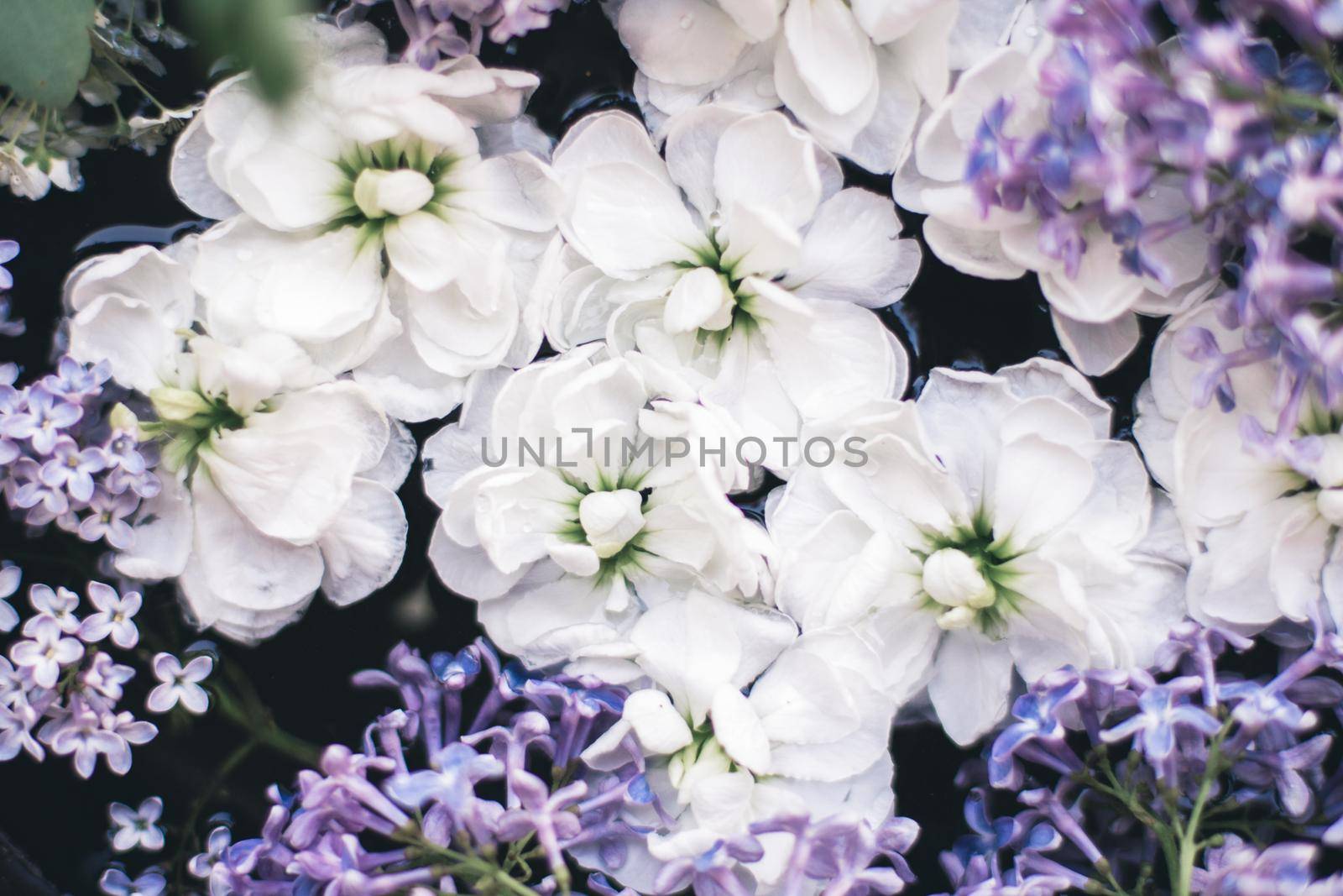 Pretty flowers in springtime - botanical backgrounds, spring and summer nature and dream garden concept. Floral beauty in bloom