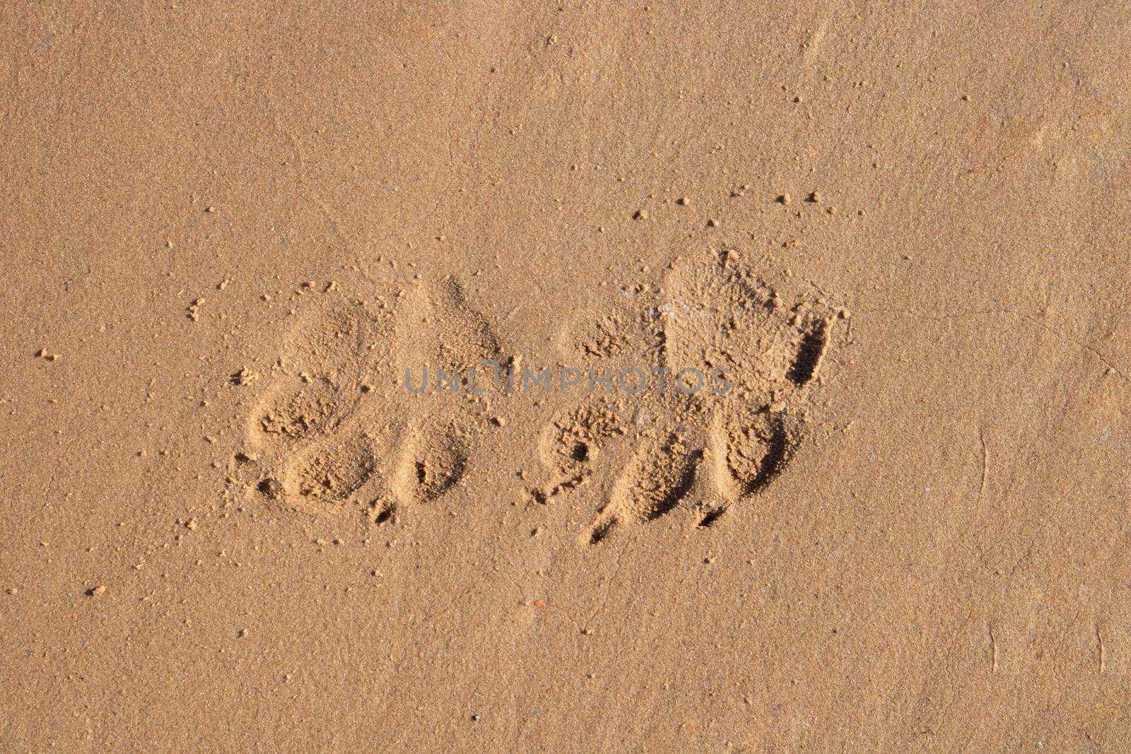 Close-up of dog paws on the sand on the beach by lapushka62