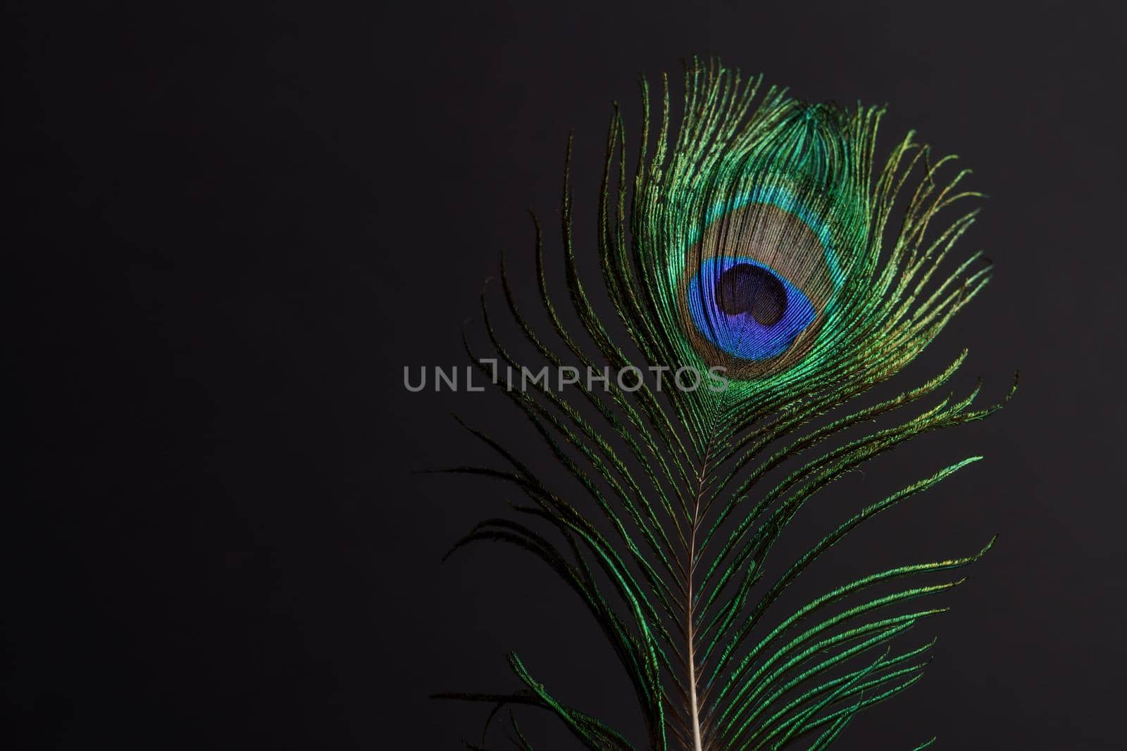 close-up of a colorful peacock feather on a black background