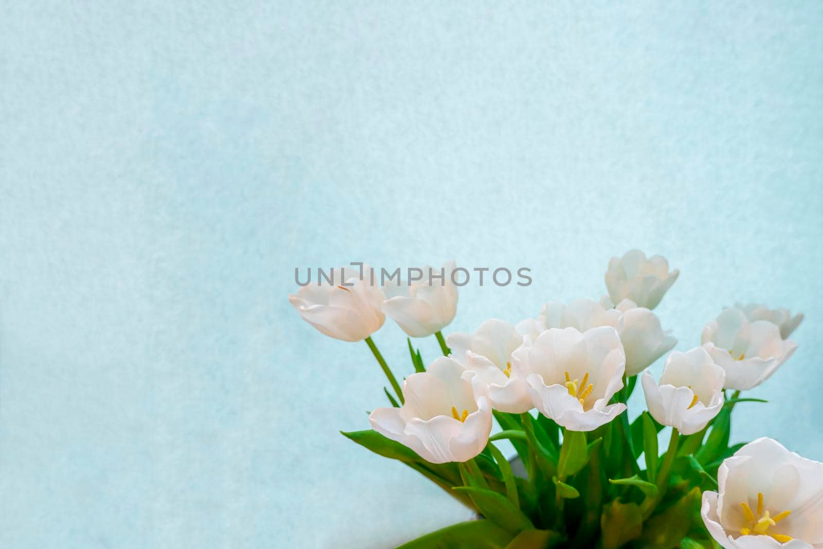 spring greeting card with flowers: white tulips on a sky-blue background. The concept of spring, tenderness, femininity. copy space