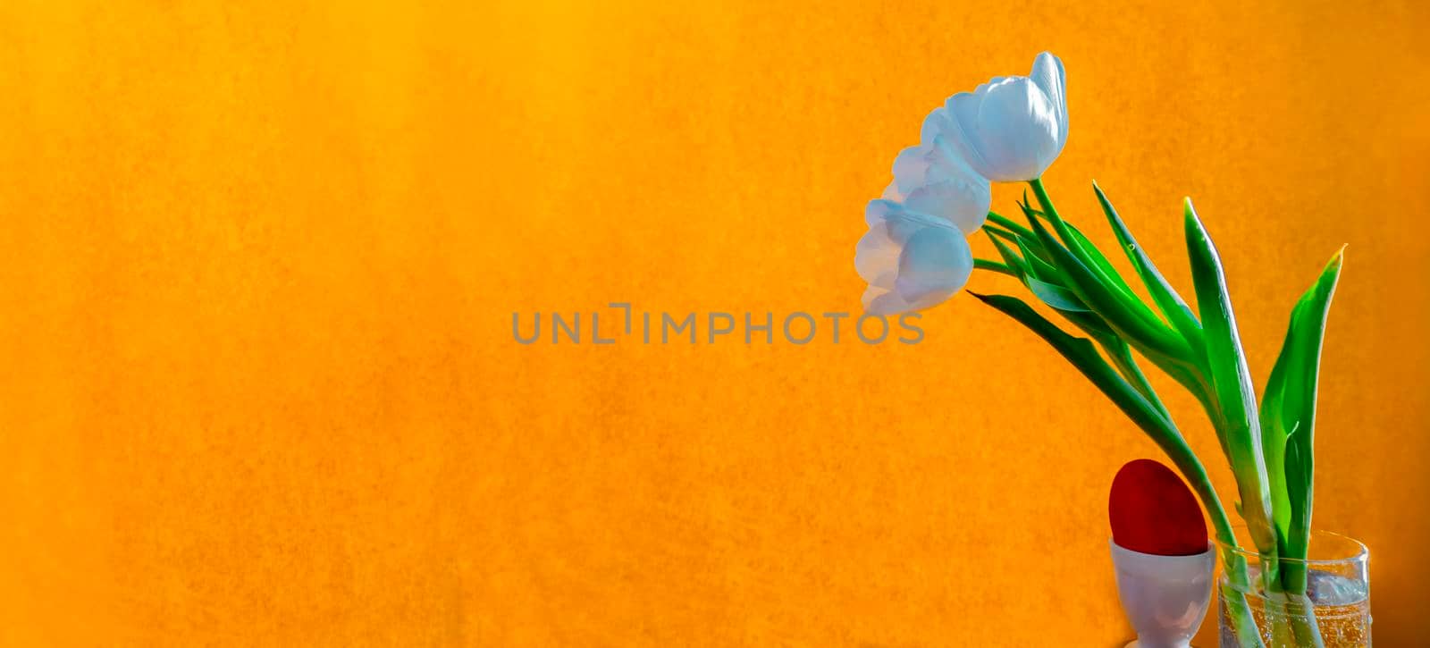 white tulip and red easter egg on a orange background by kajasja