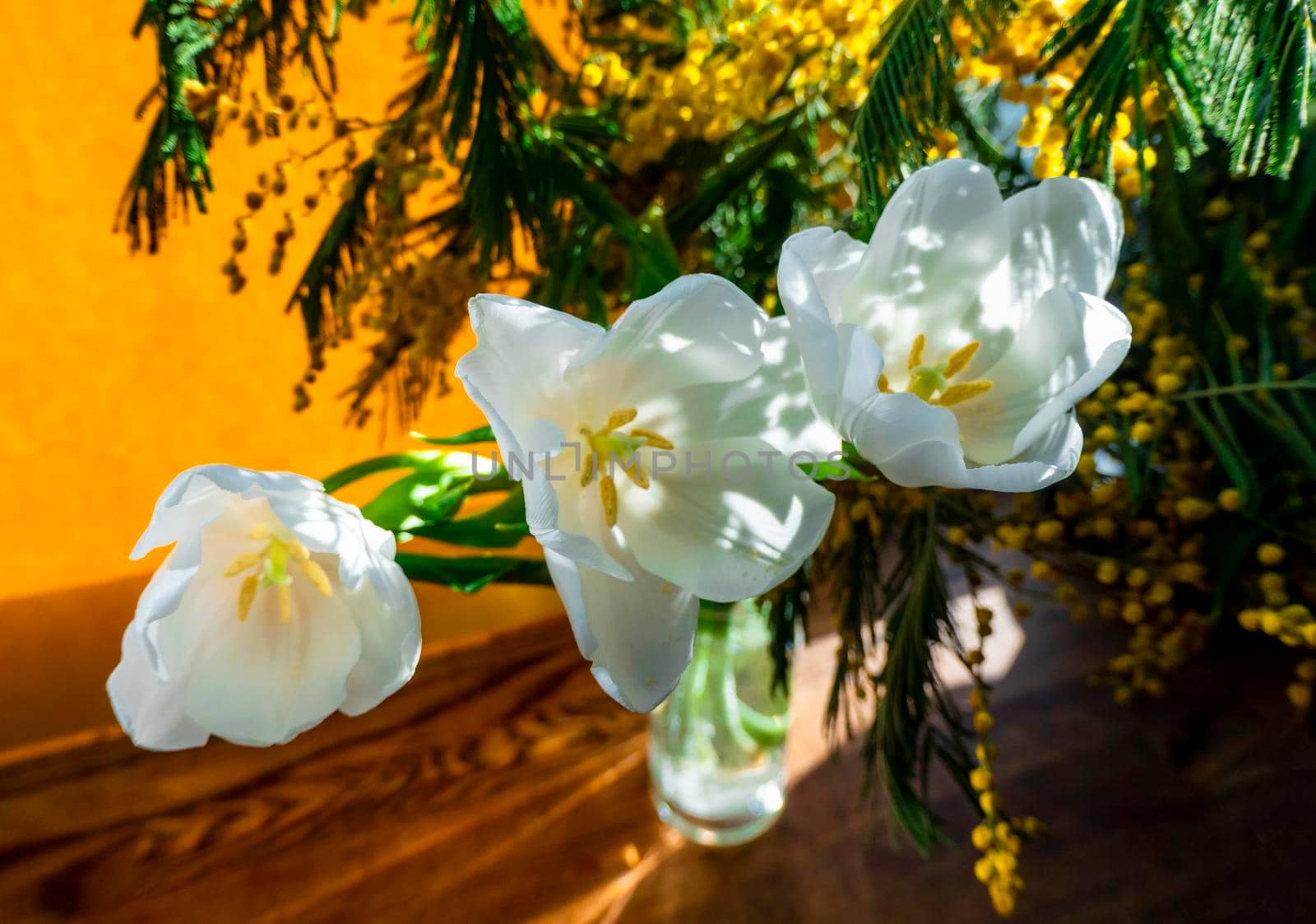 spring greeting card with flowers: white tulips and mimosa on a orange or yellow background. The concept of sunny spring, tenderness, femininity.