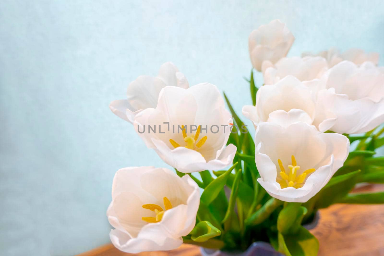 spring greeting card with flowers: white tulips on a sky-blue background. The concept of spring, tenderness, femininity. copy space