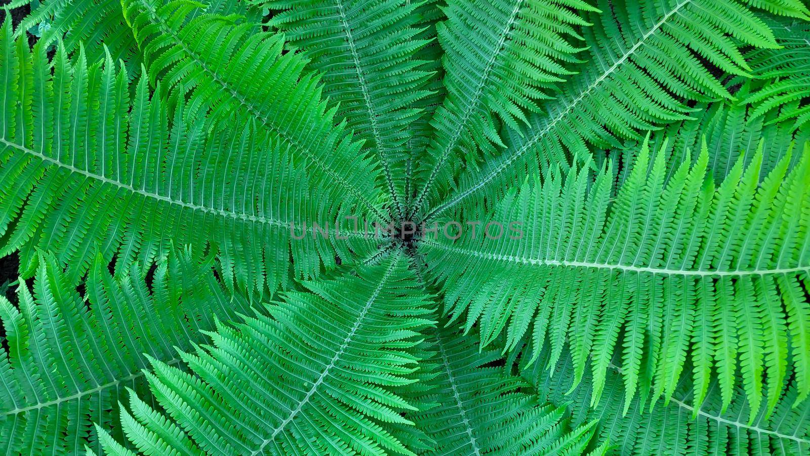Fern funnel background.Green decorative fern in the garden by lapushka62