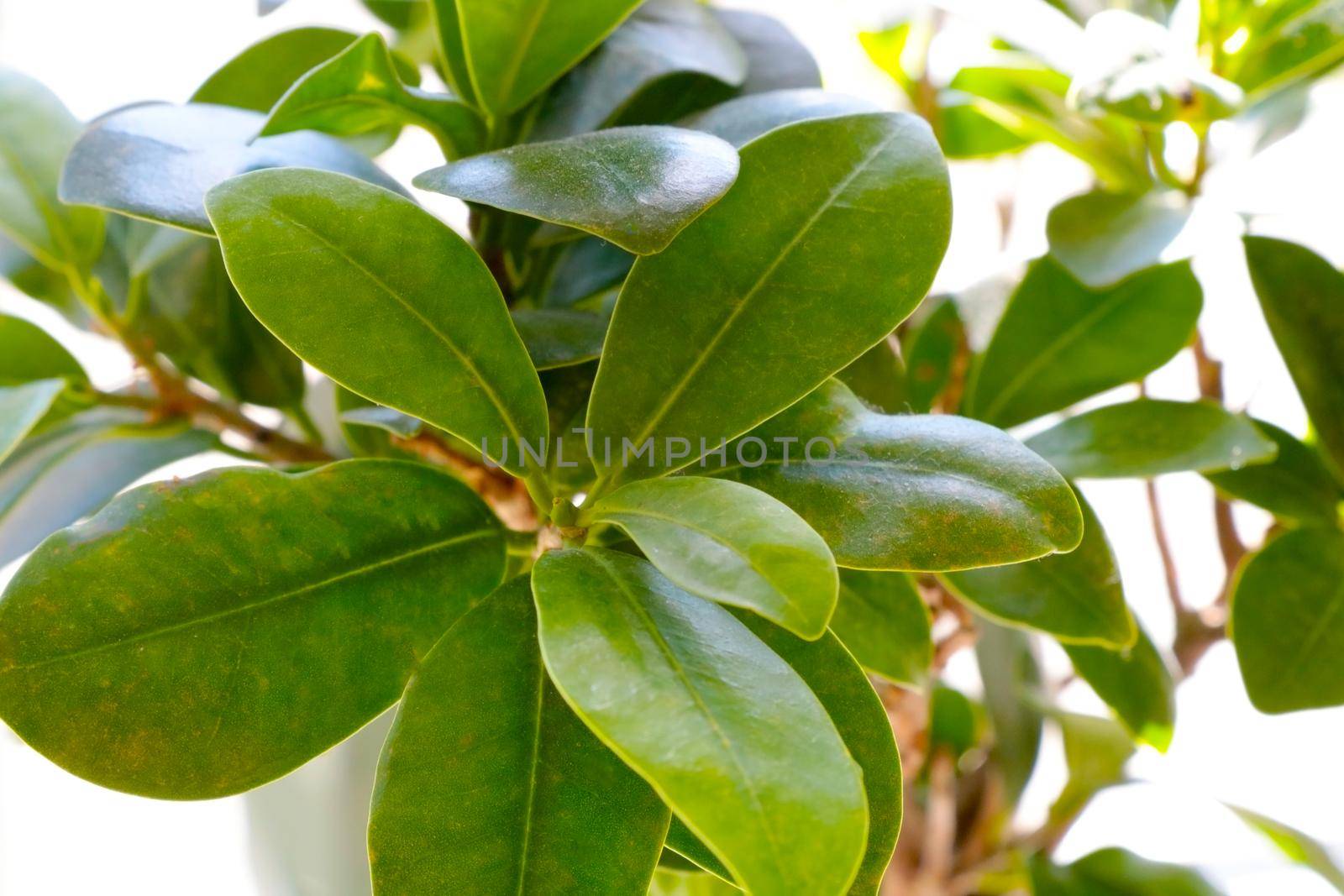 Beautiful young green houseplant on the window