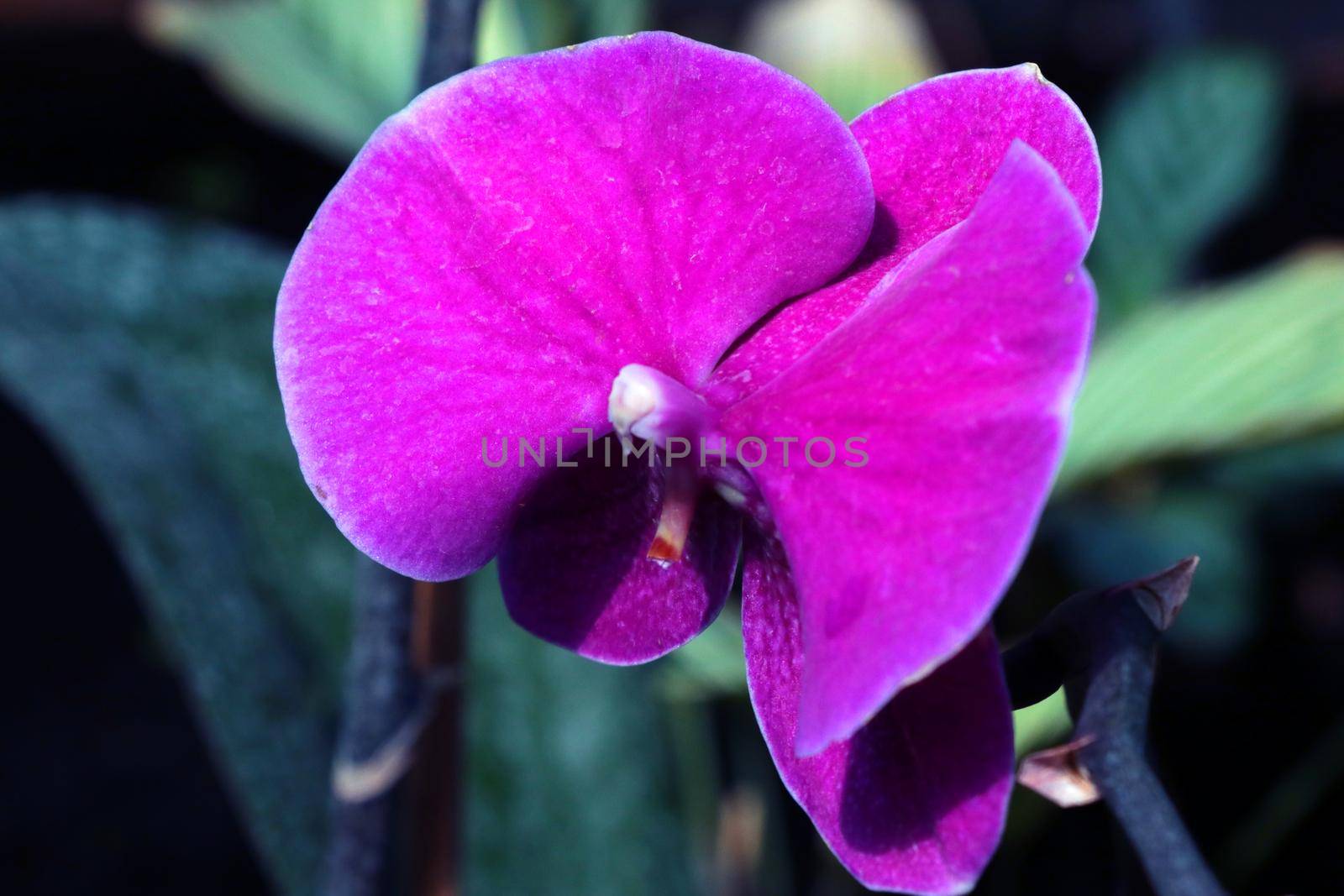 Close-up of a blooming purple orchid on a sunny day