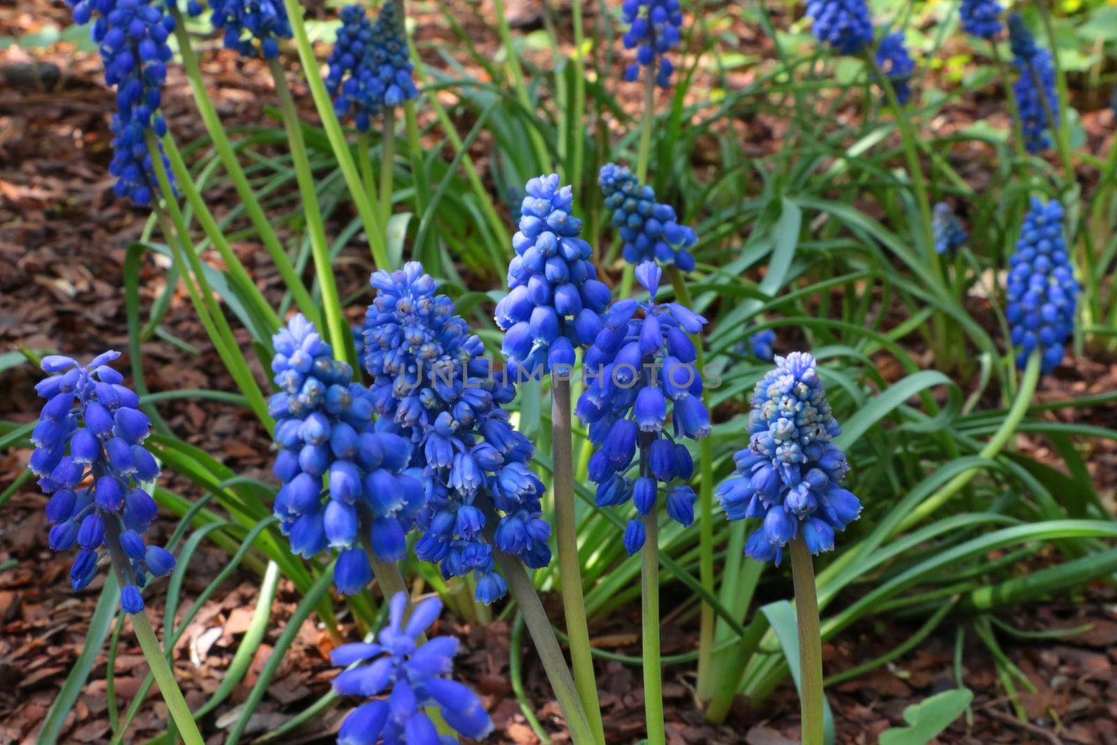 Close-up of the blossoming Armenian Muskari in the park