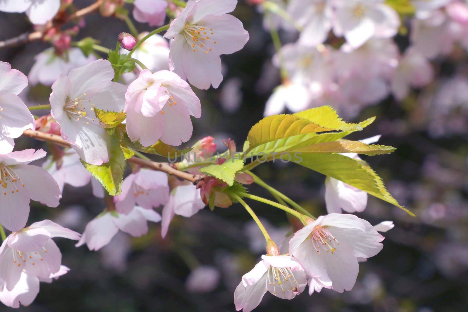 Close-up of a cherry blossom branch in the spring in the garden