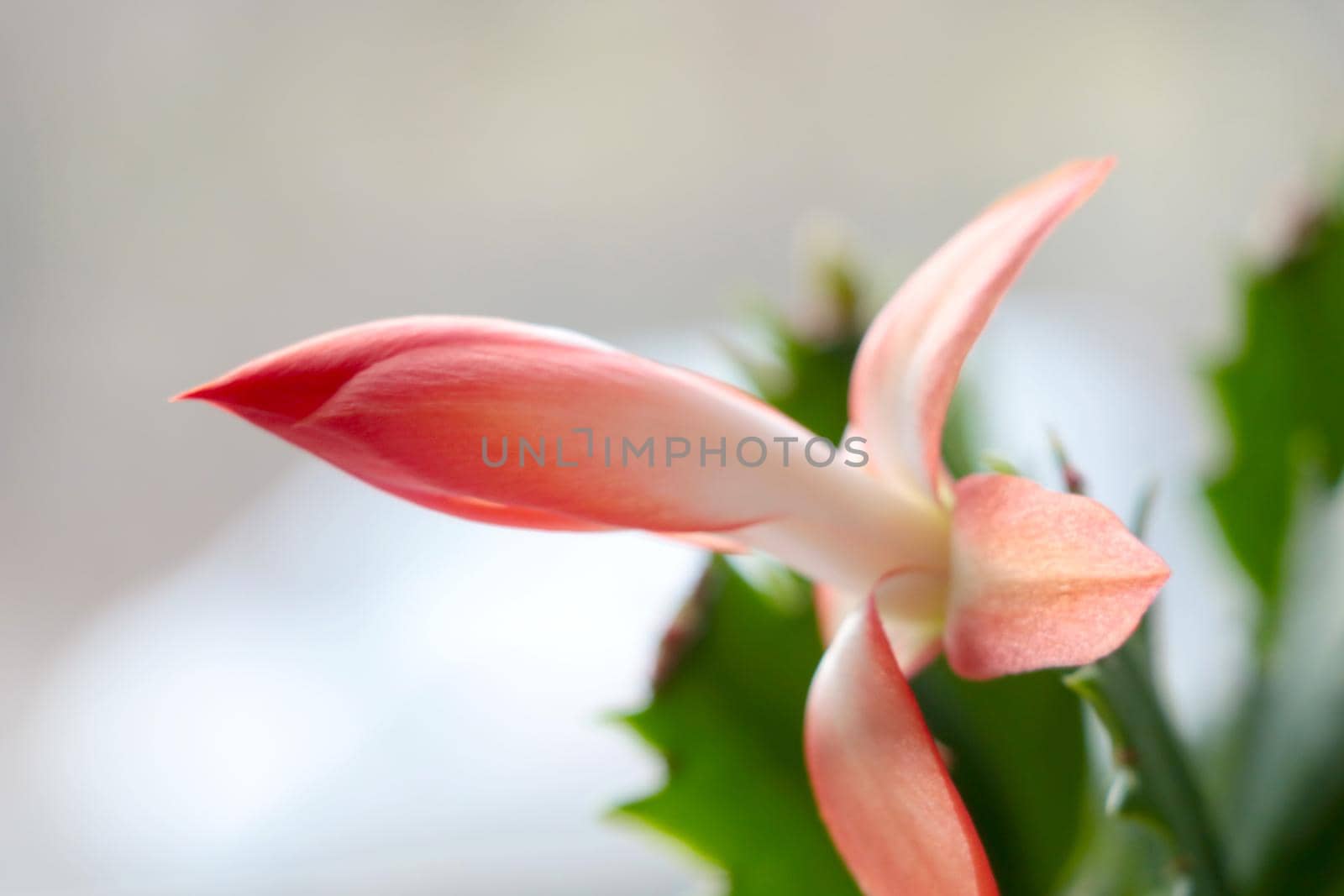 Blooming Decembrist on the window. A house plant, a flower that blooms in winter. Christmas or Schlumbergera. by kip02kas