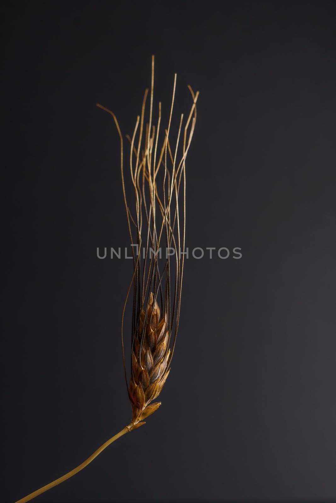 close-up of an illuminated ear of wheat on a dark background