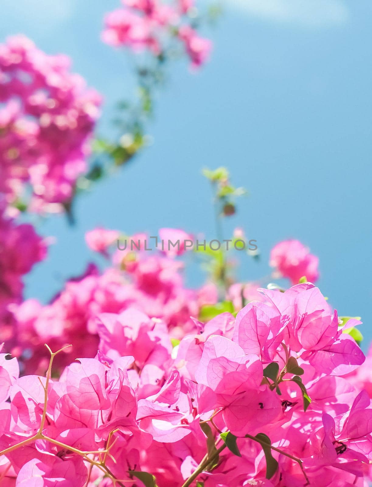 Pink flowers and blue sunny sky - floral background, spring holidays and womens day concept. Living life in bloom