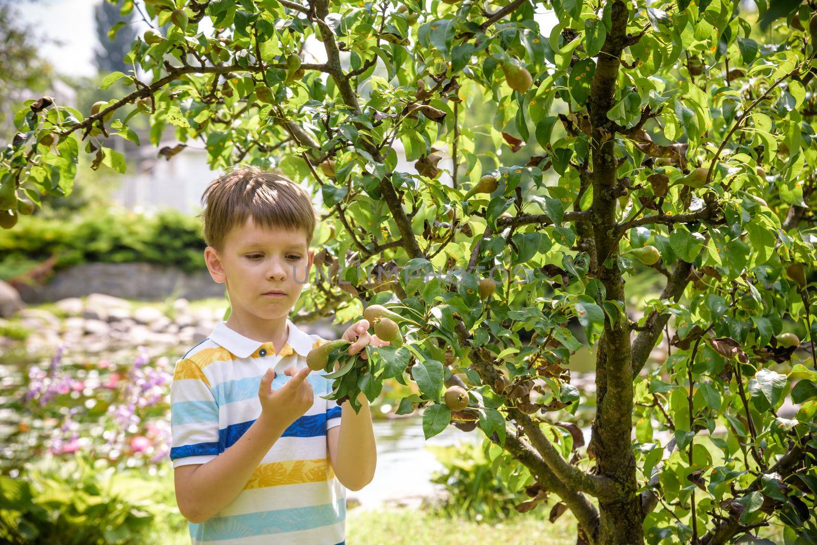 a little boy is standing under a pear tree and looking to a pear. autumn fruit harvest.