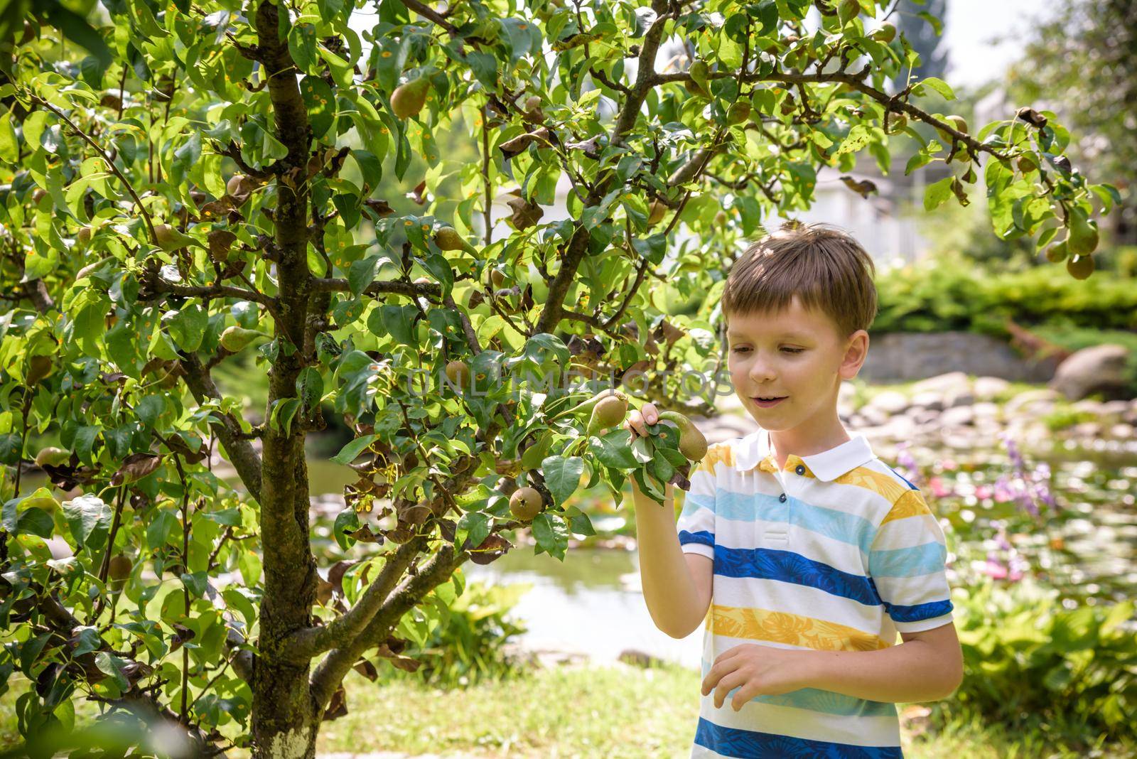 a little boy is standing under a pear tree and looking to a pear by Kobysh