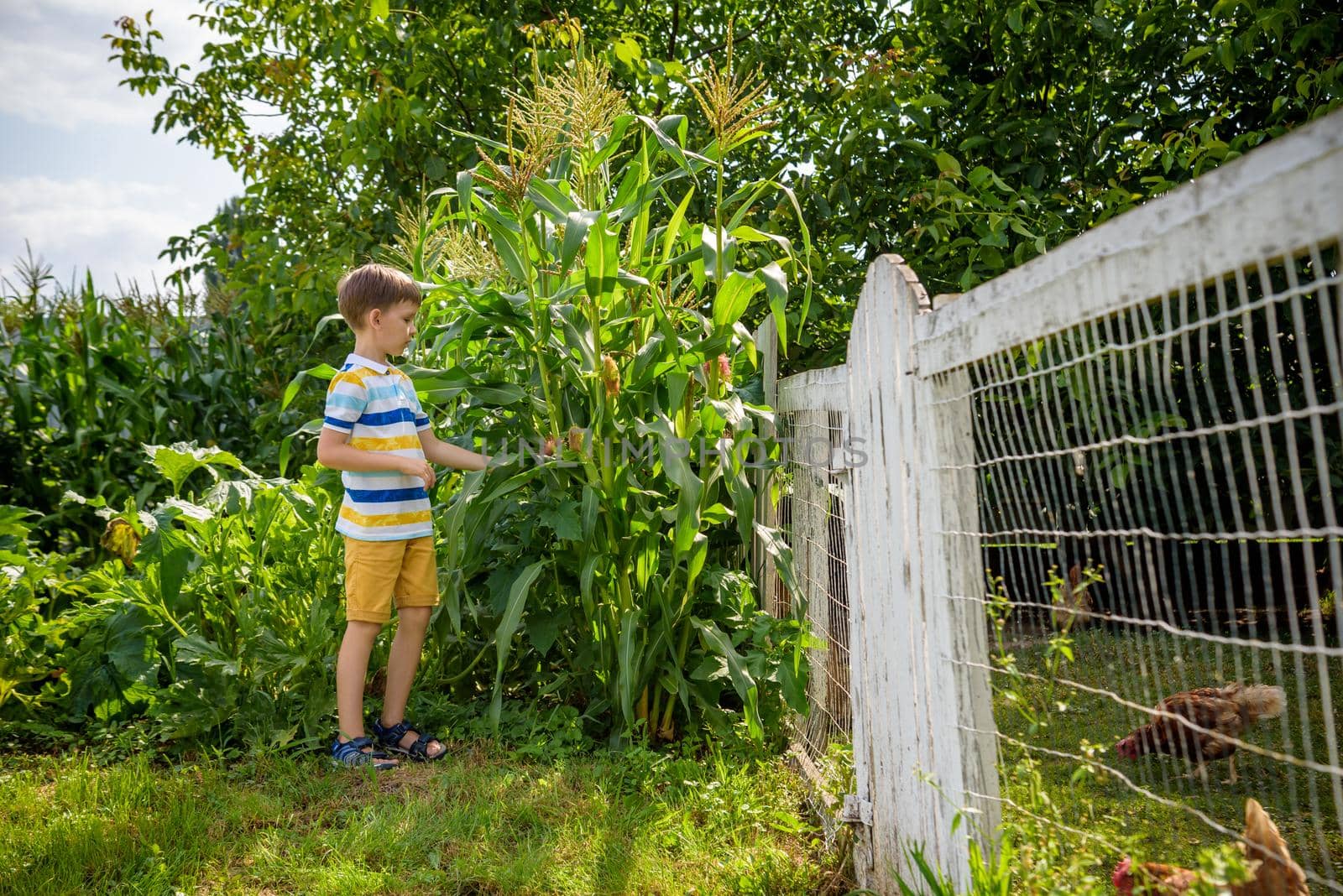Portrait of adorable child boy in a field of the countryside with green plants maize in summer day. Eco nature, agriculture, summer leisure in village concept.