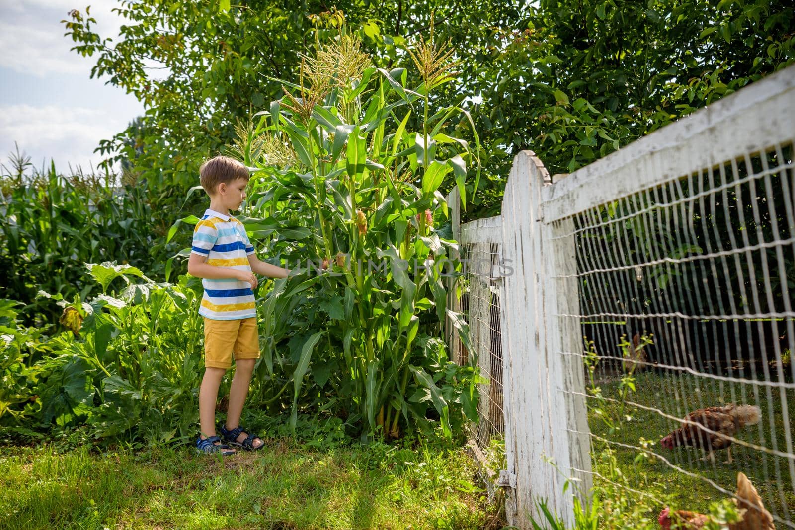 Portrait of adorable child boy in a field of the countryside with green plants maize in summer day. Eco nature, agriculture, summer leisure in village concept by Kobysh