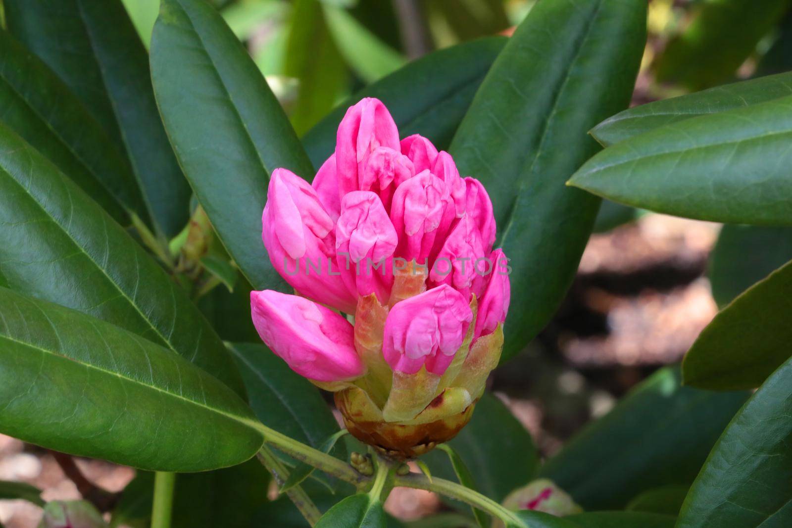 A red flowering rhododendron bud in the park in the spring