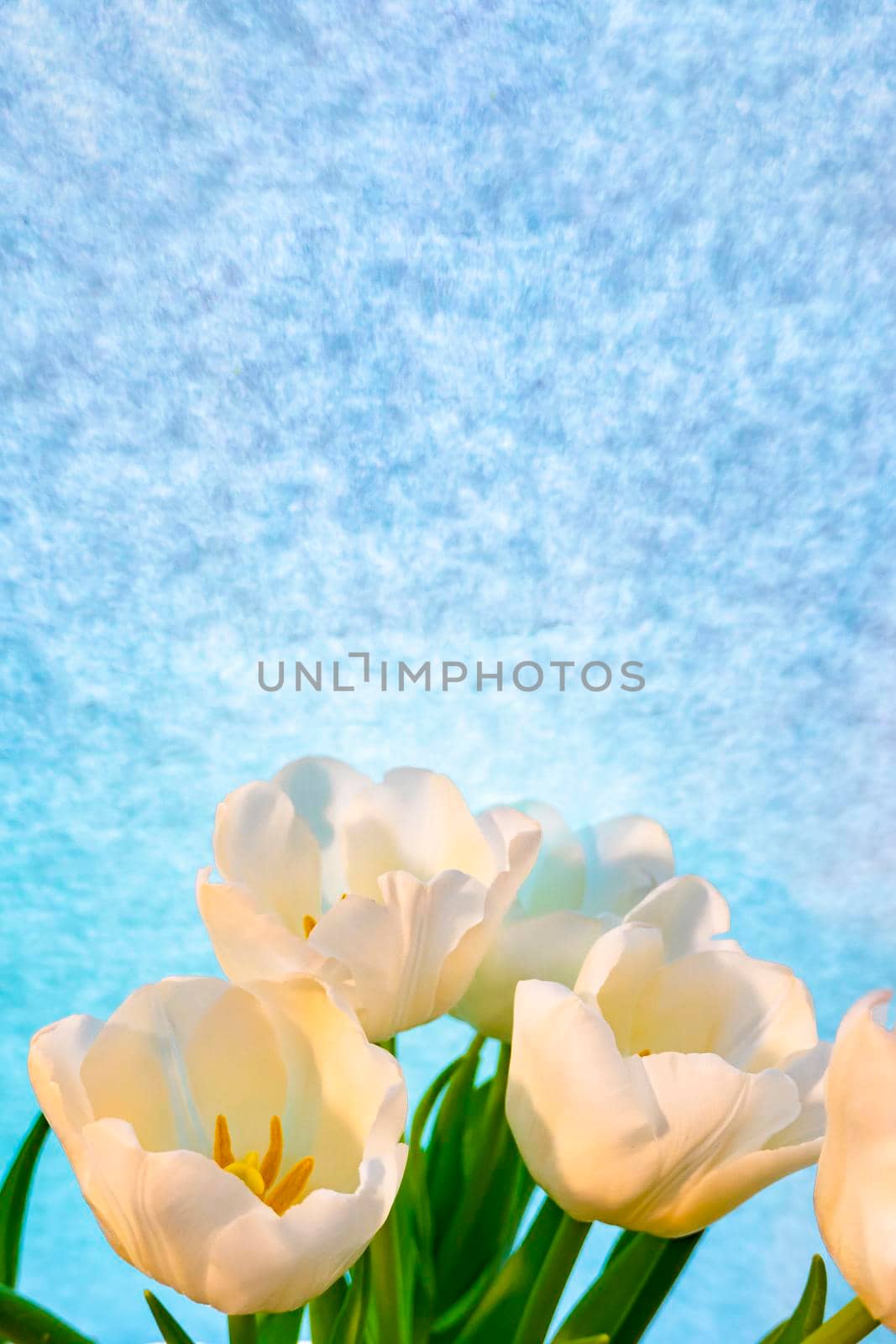 white tulip on a blue background by kajasja