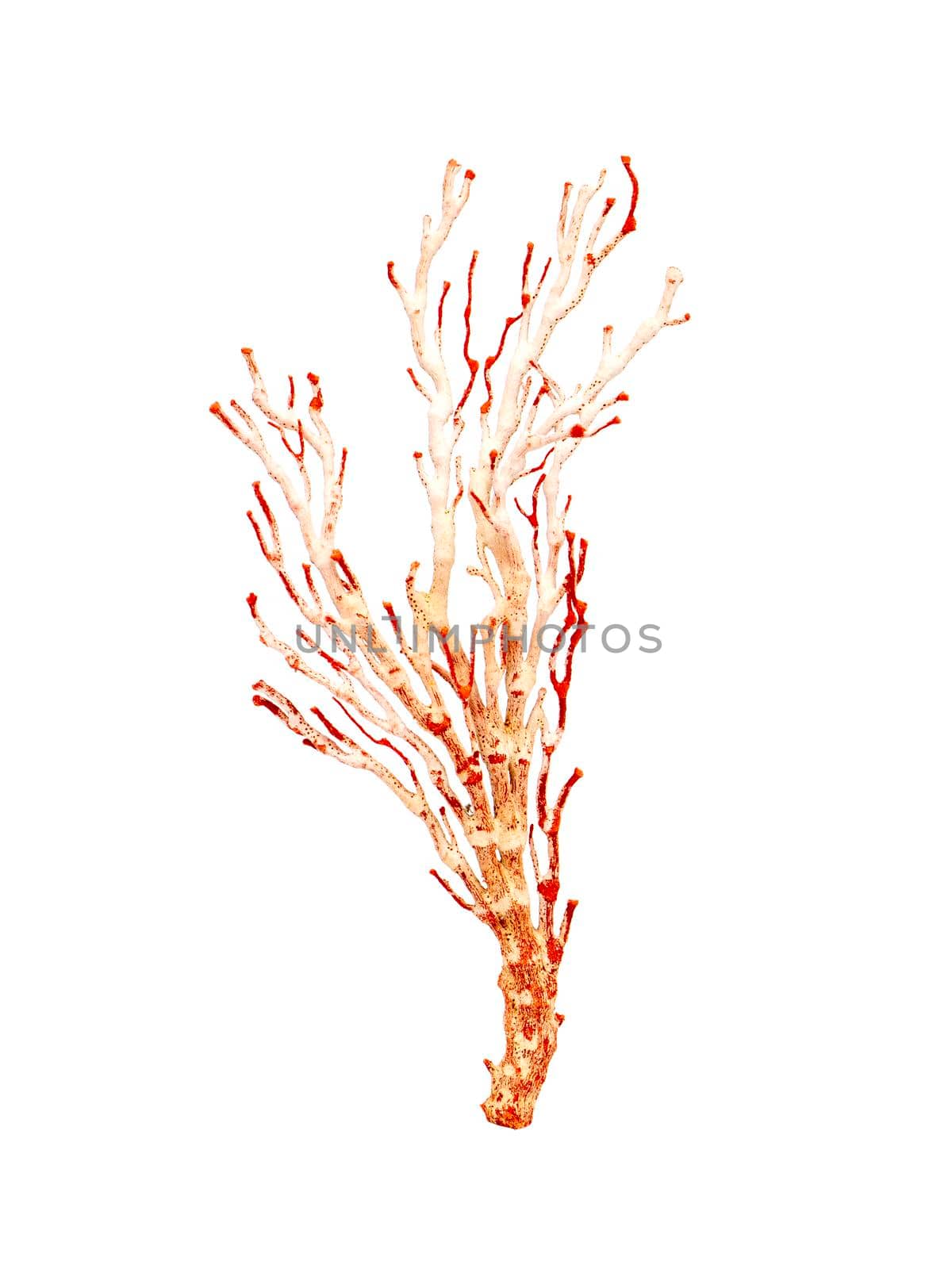 Image of dry natural coral or coralline isolated on white background. by yod67