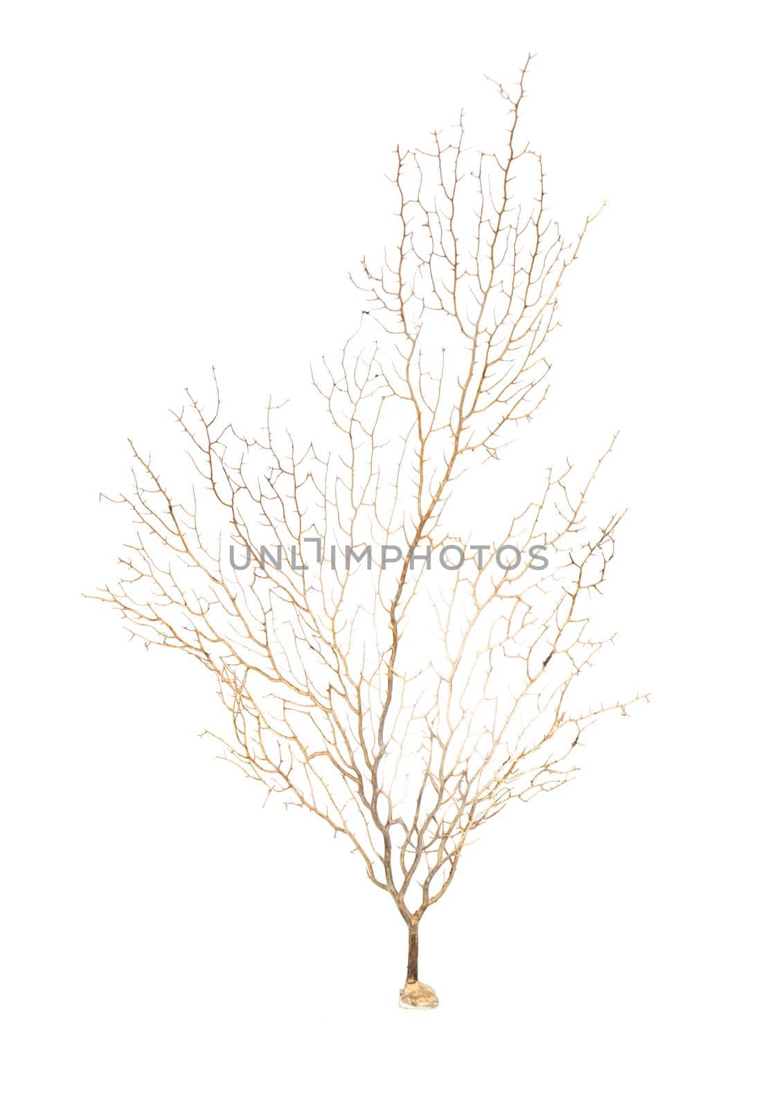 Image of dry natural coral or coralline isolated on white background.