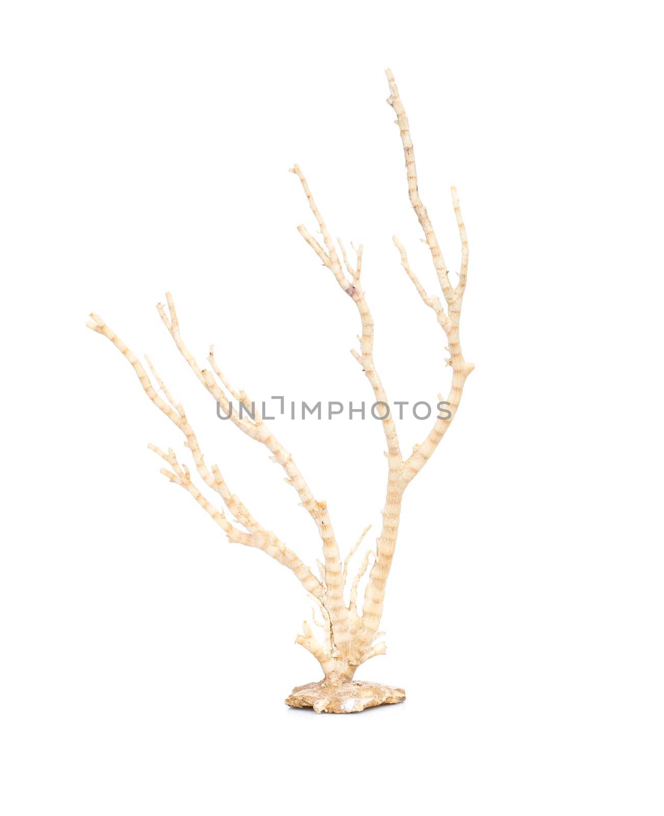 Image of dry natural coral or coralline isolated on white background.