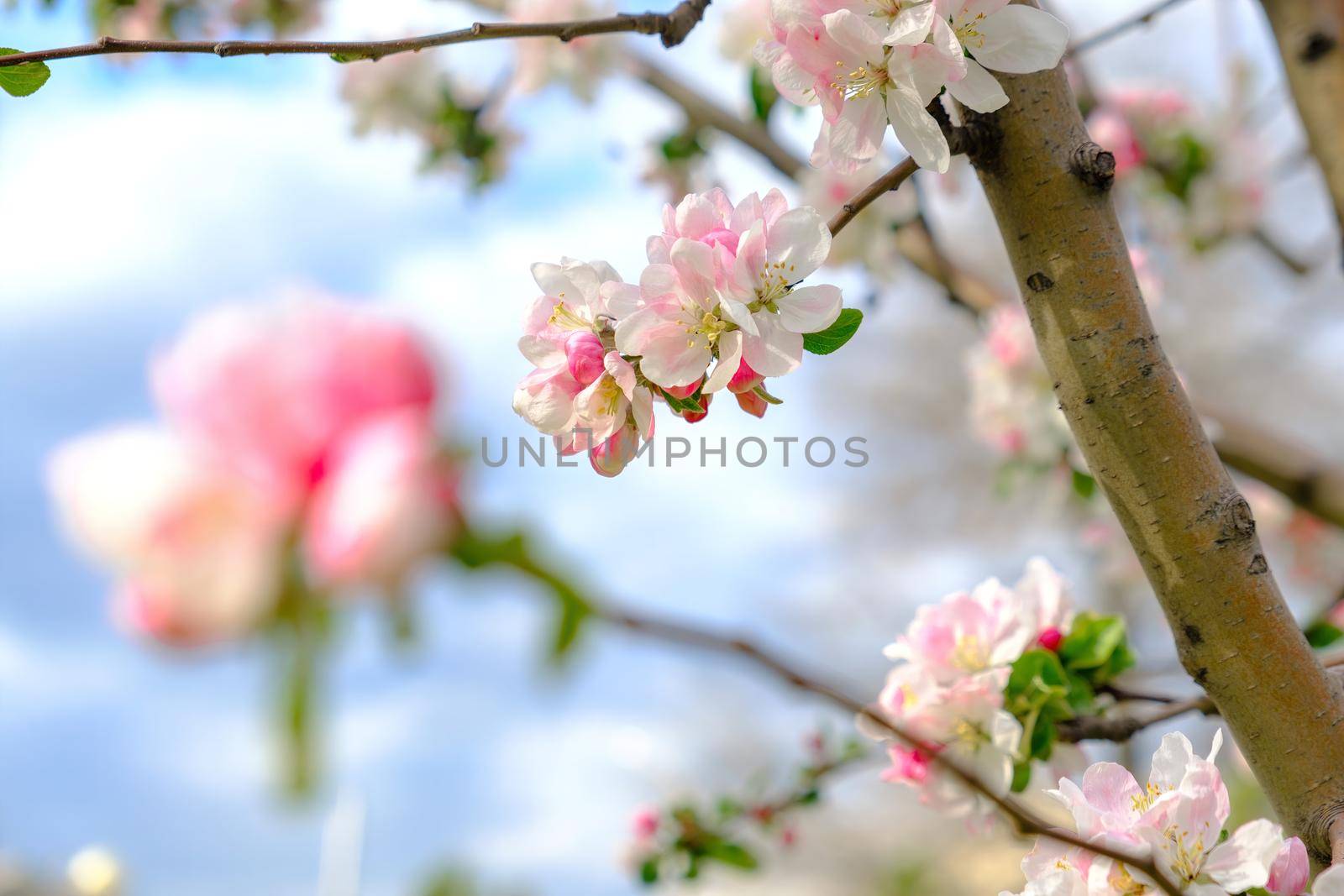 Cherry tree pink blossoms close up. Blooming sakura tree. Spring floral background. Copy space. Panoramic image by igor010