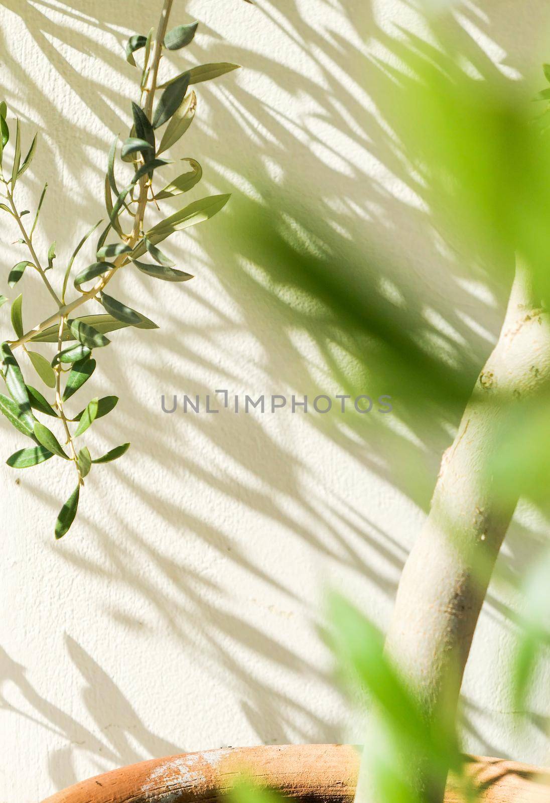 Olive tree and sunshine - gardening, nature background and environmental concept. The beauty of a green garden