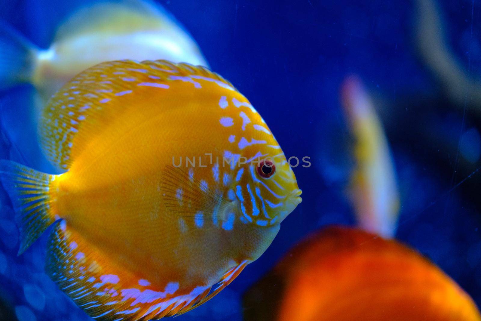 Yellow face Discus fish. Masked Butterfly Fish by igor010