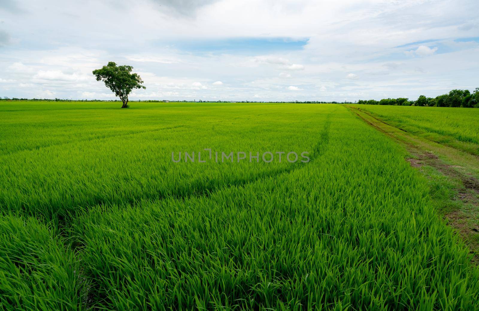 Landscape of green rice field with a lonely tree and blue sky. Rice plantation. Green rice paddy field. Agricultural field. Farm land in Thailand. Land plot. Beauty in nature. Green season. 