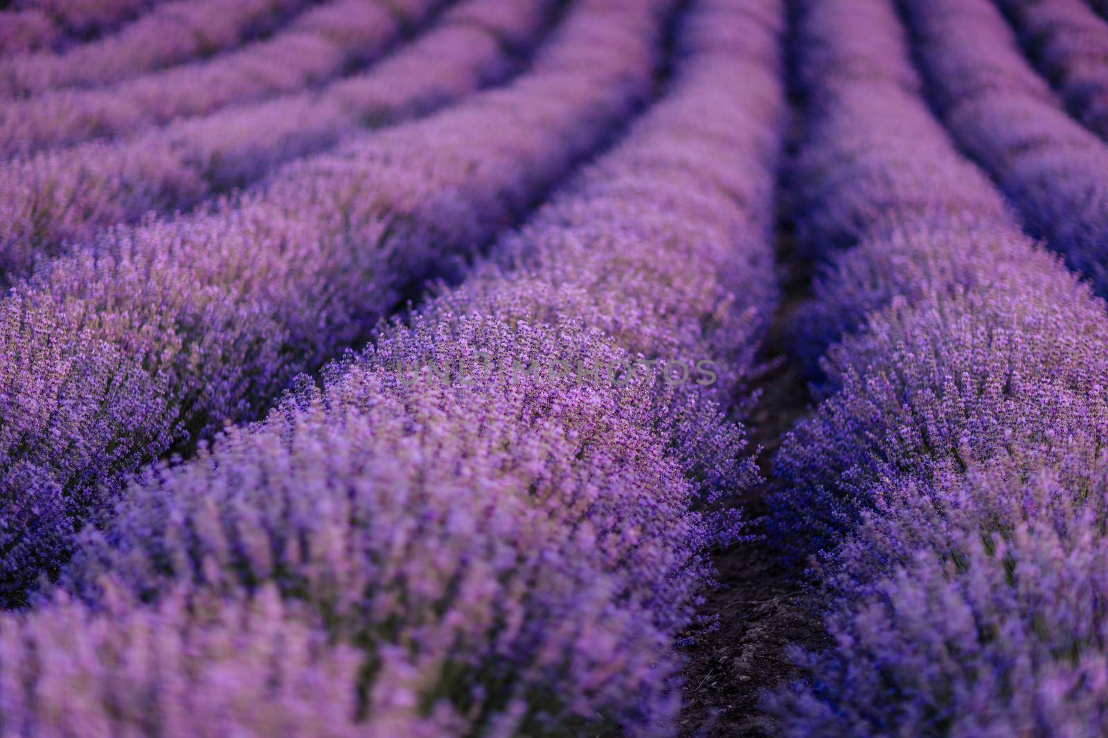 Lavender flower blooming scented fields in endless rows. by Matiunina